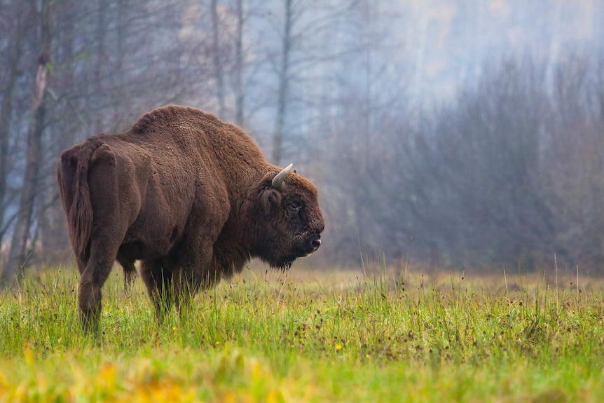 Modern bison