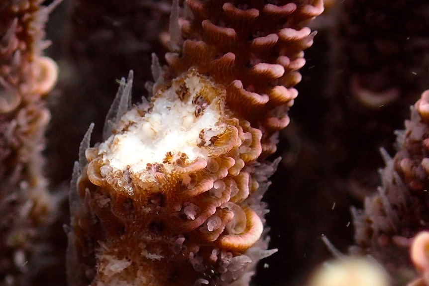 Coral with eggs.