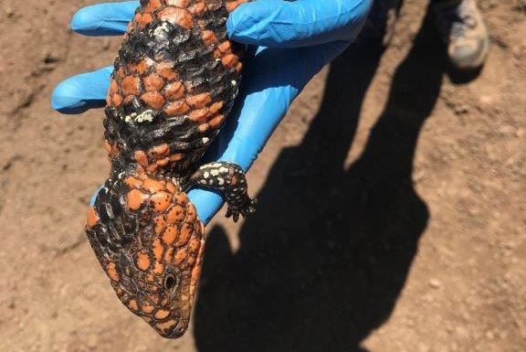 A close-up shot of a bobtail found in the Goldfields in a person's hand.