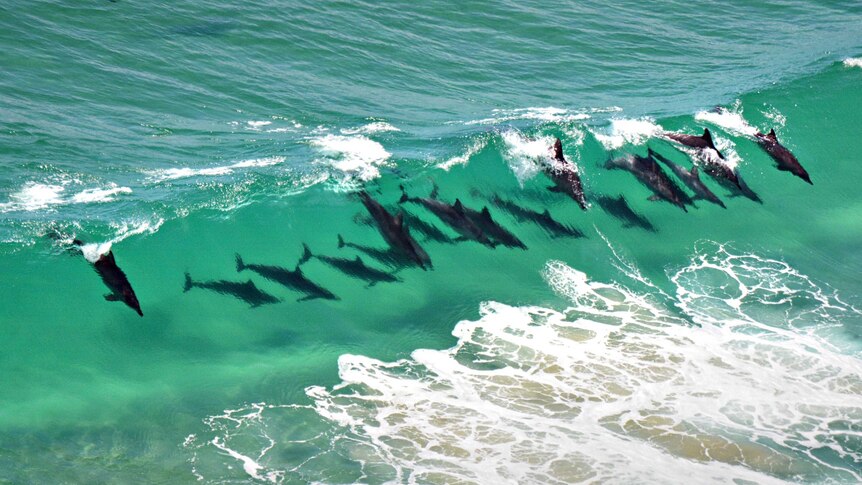 Dolphins surfing wave