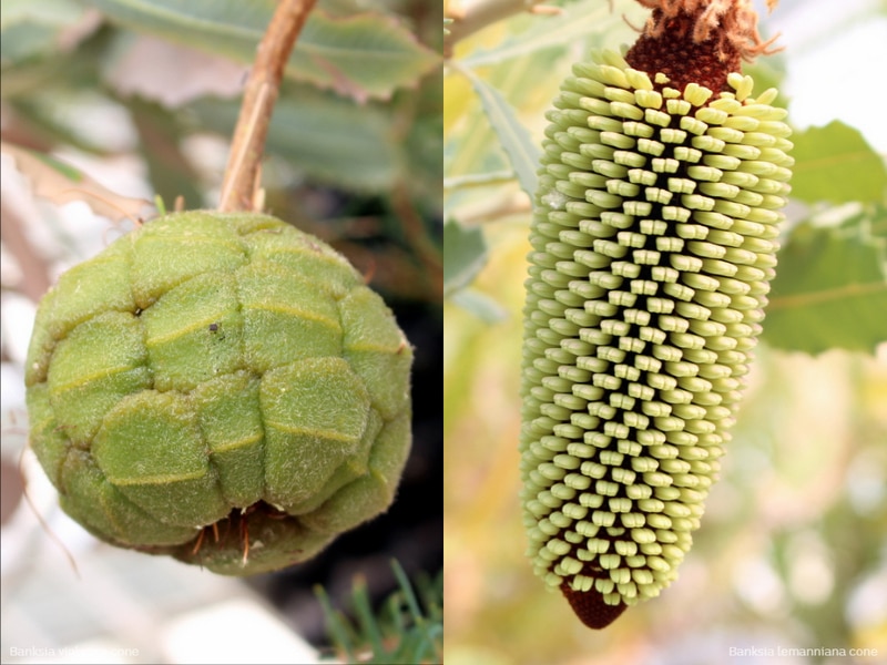 Seed-bearing cones from Banksia violacea (left) and Banksia lemmanniana (right)