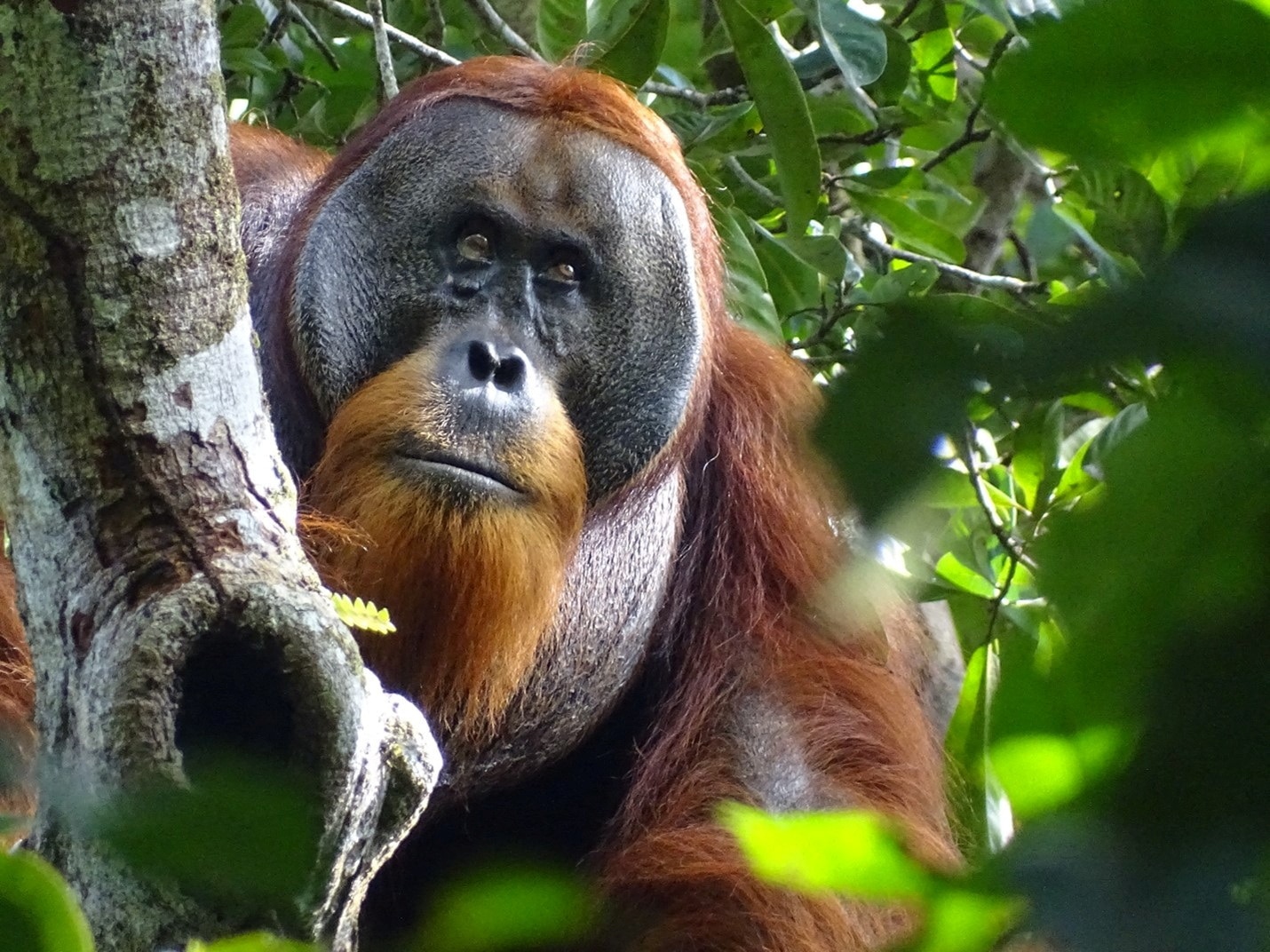 An close-up of an orangutan in a tree with no wound on his face