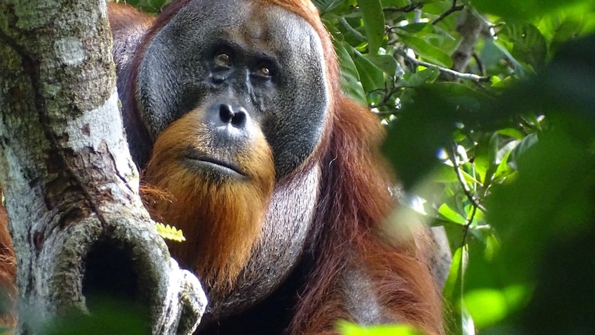 An close-up of an orangutan in a tree with no wound on his face