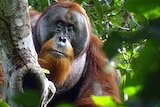 An close-up of an orangutan in a tree with no wound on his face