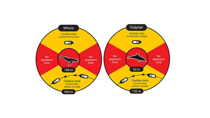 Infographic details regulations surrounding whale and dolphin watching