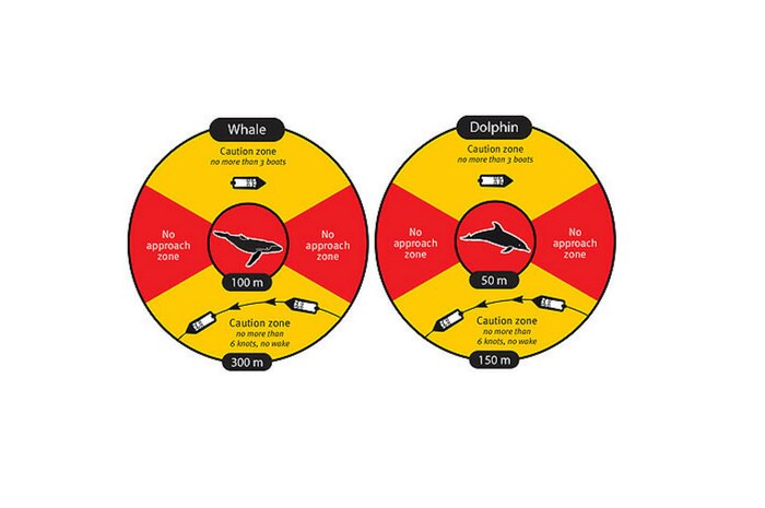 Infographic details regulations surrounding whale and dolphin watching