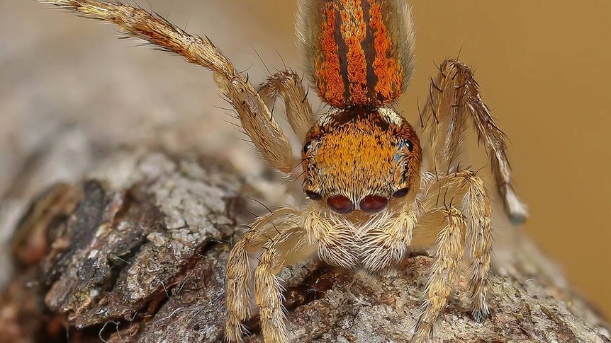 Orange peacock spider