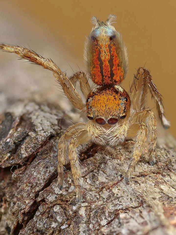 Orange peacock spider