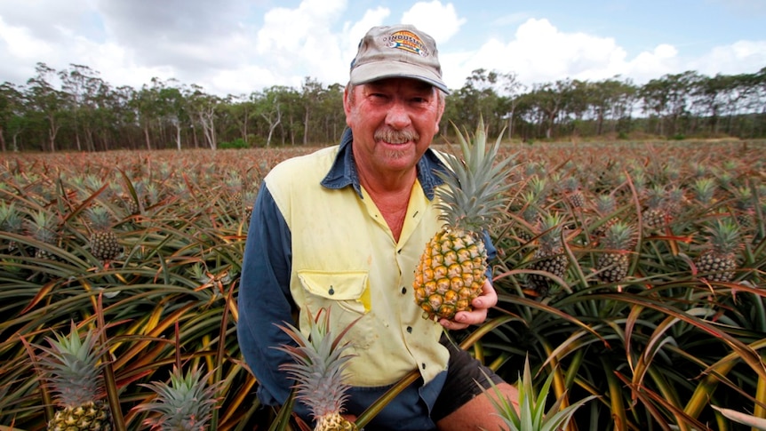 Pineapple farmer Peter Sherriff