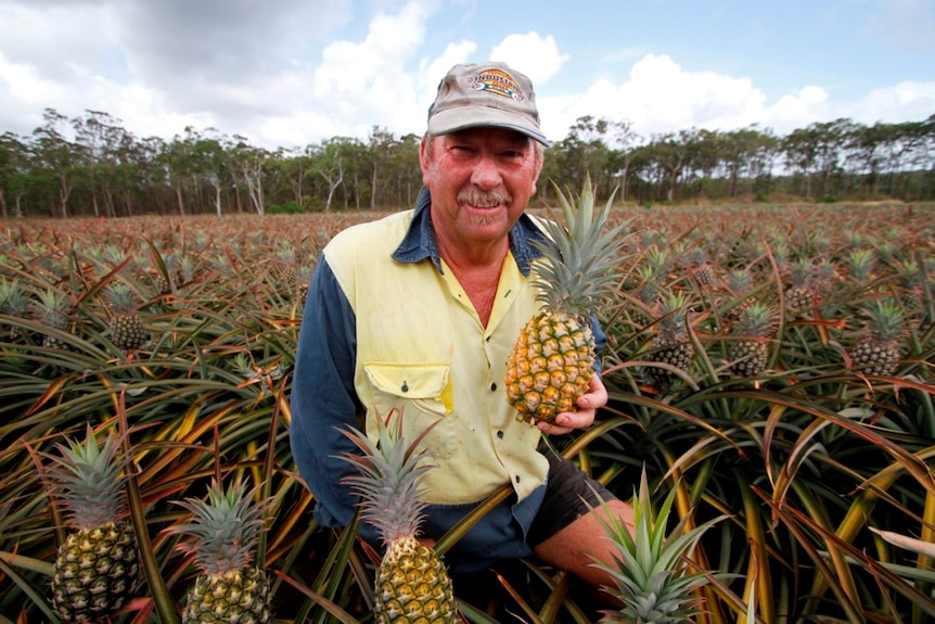 Pineapple farmer Peter Sherriff