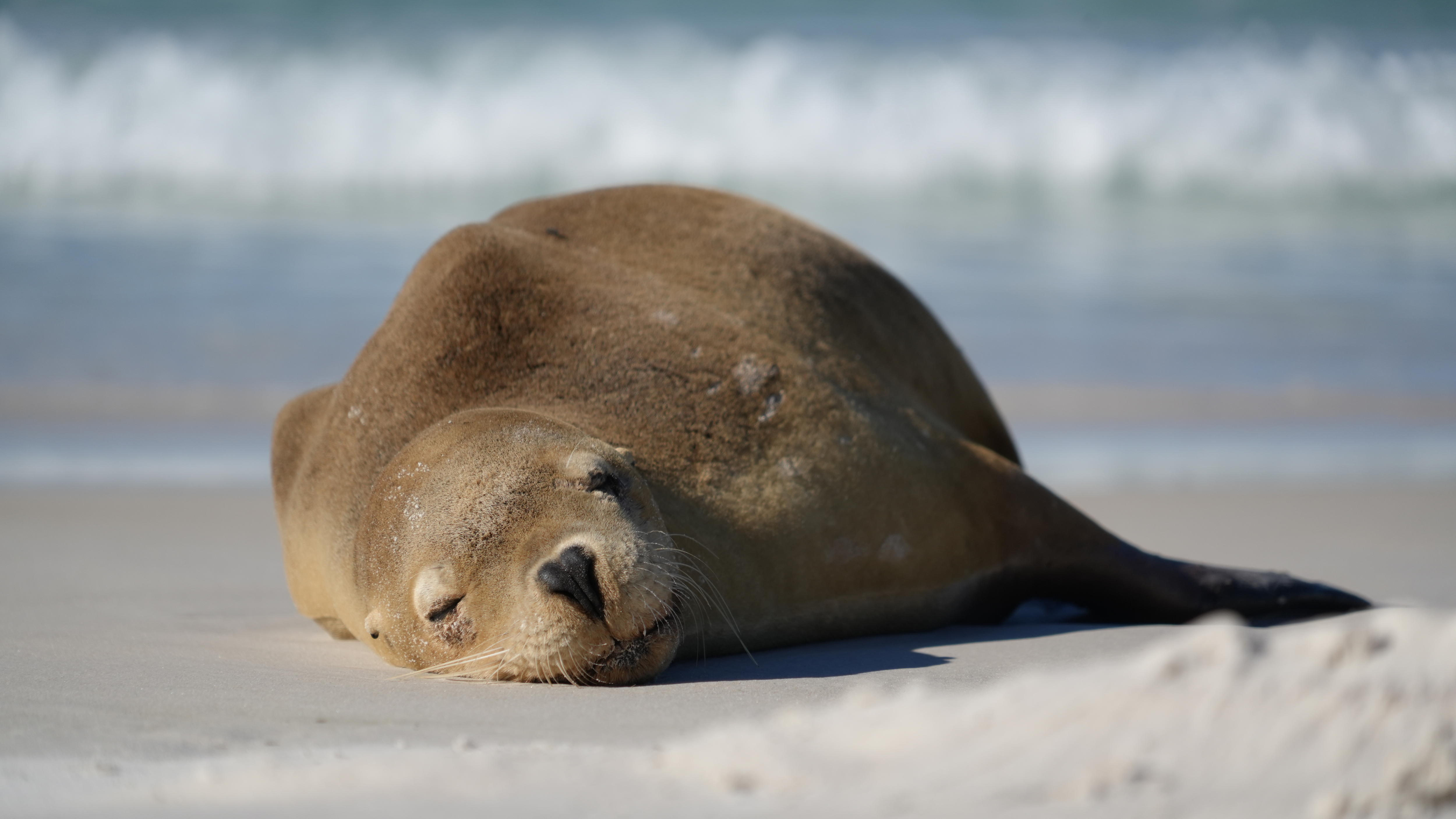 Photo of a sea lion