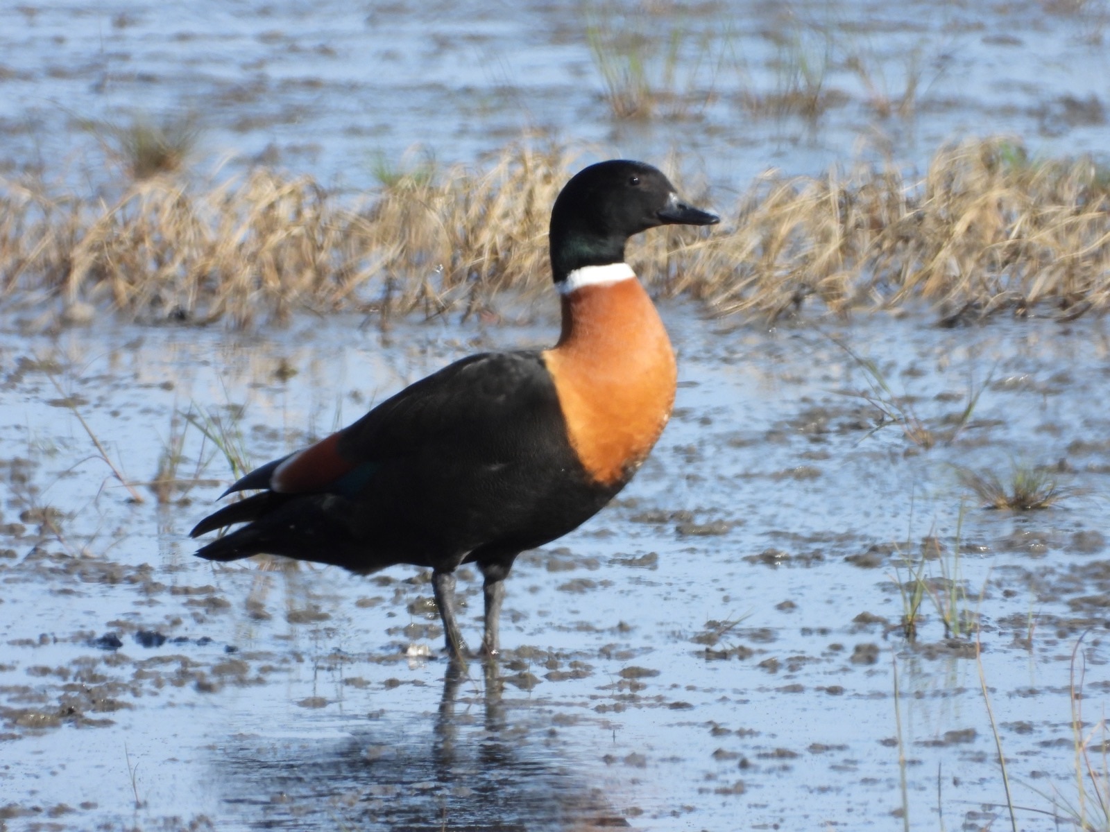 Black duck with white collar and tan breast wading in wetlands.