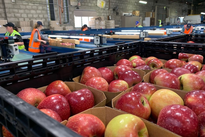 A container of red apples inside a packing shed.