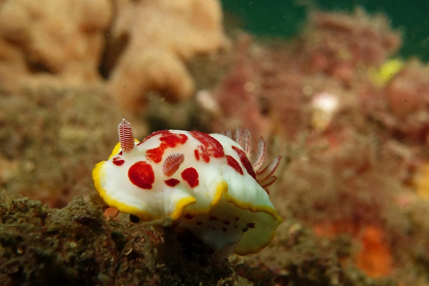 Splendid chromodorid sea slug in Sydney Harbour