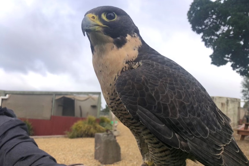 An alert peregrine falcon.
