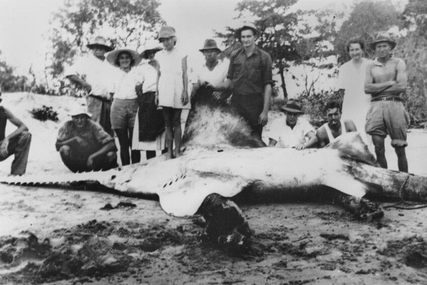 A black and white photo of several people standing behind a 5-metre long sawfish.