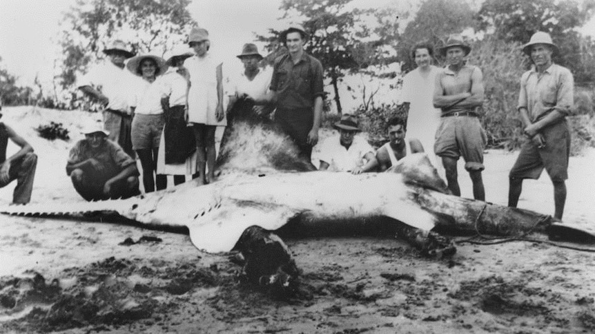 Sawfish caught in Queensland in 1938.