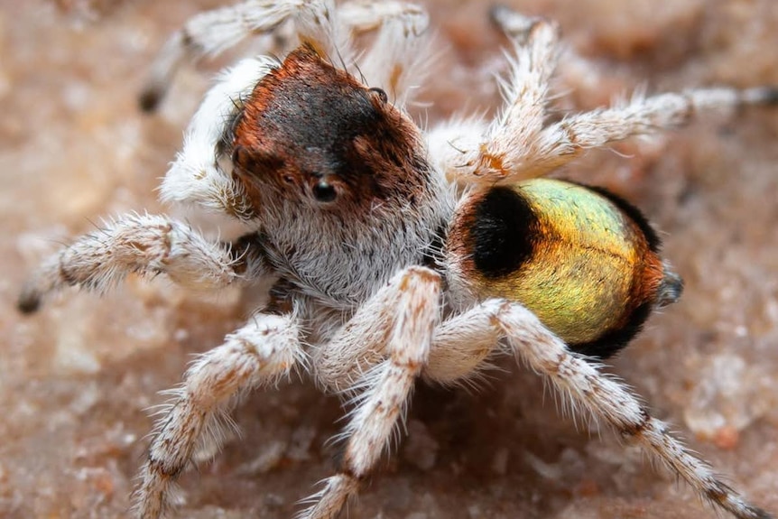 The Maratus volpei spider