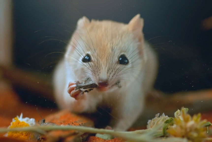 A small mouse-like mammal eating a moth