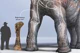 Comparison of dinosaur bone size with human