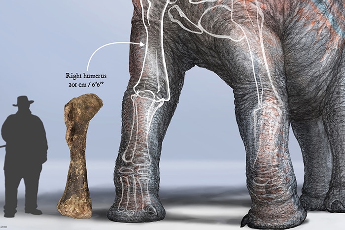 Brachiosaurus bone 2 metres long excavated in Utah with help of horses