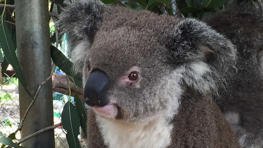 koala