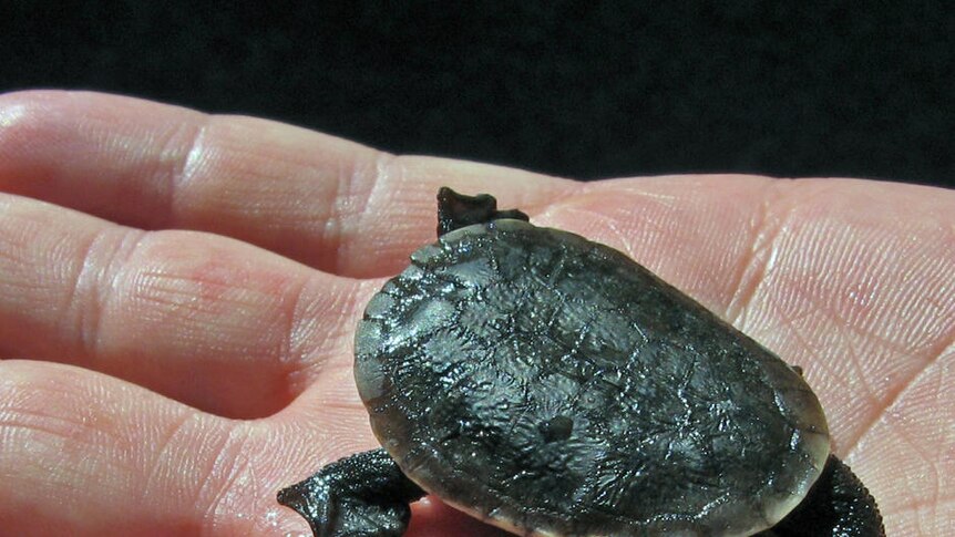 Baby oblong turtle