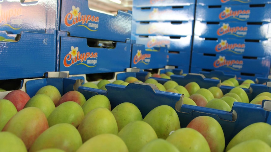 trays of Calypso mangoes