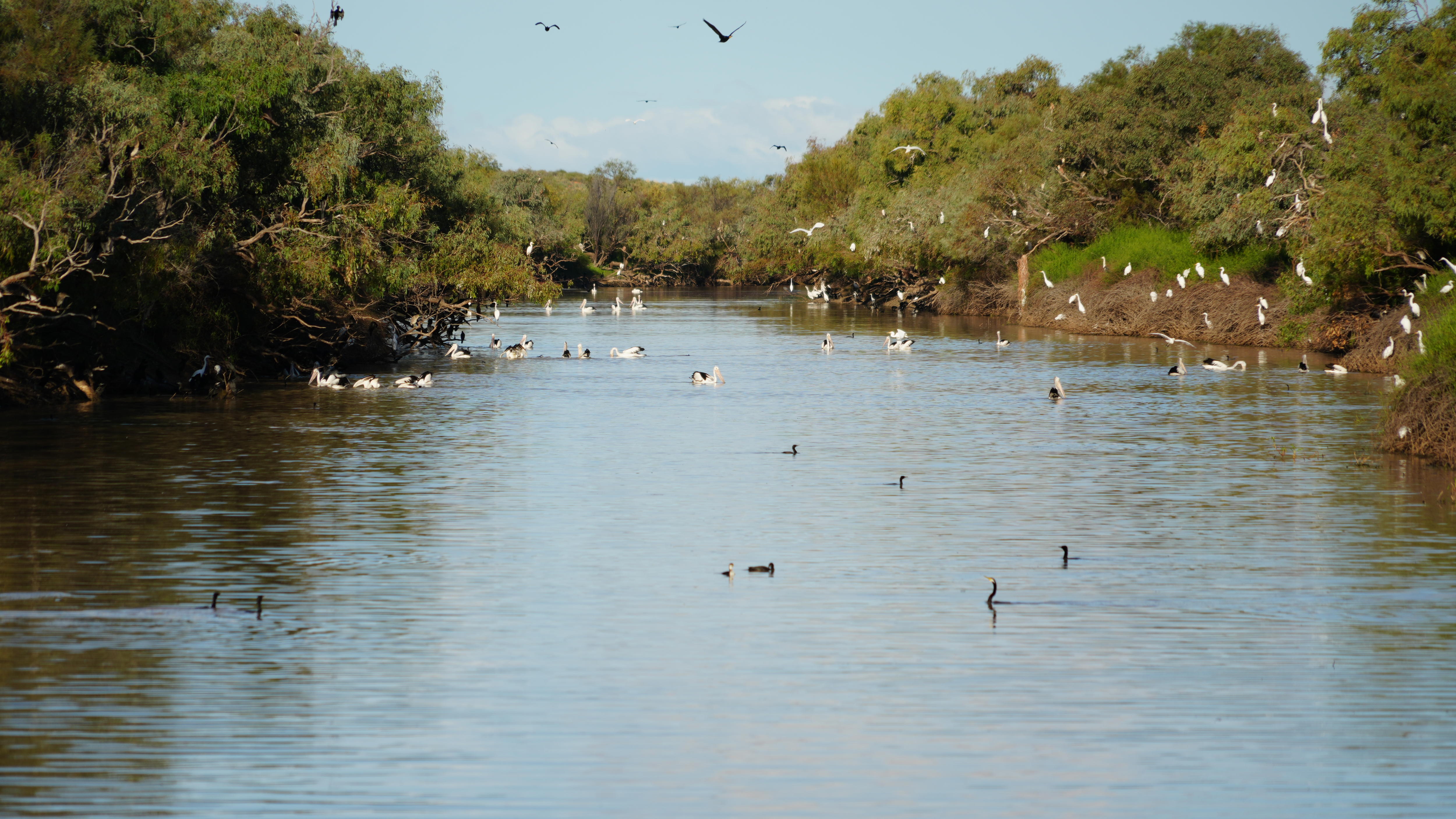 Pelicans flap about above a river inland in the outback.