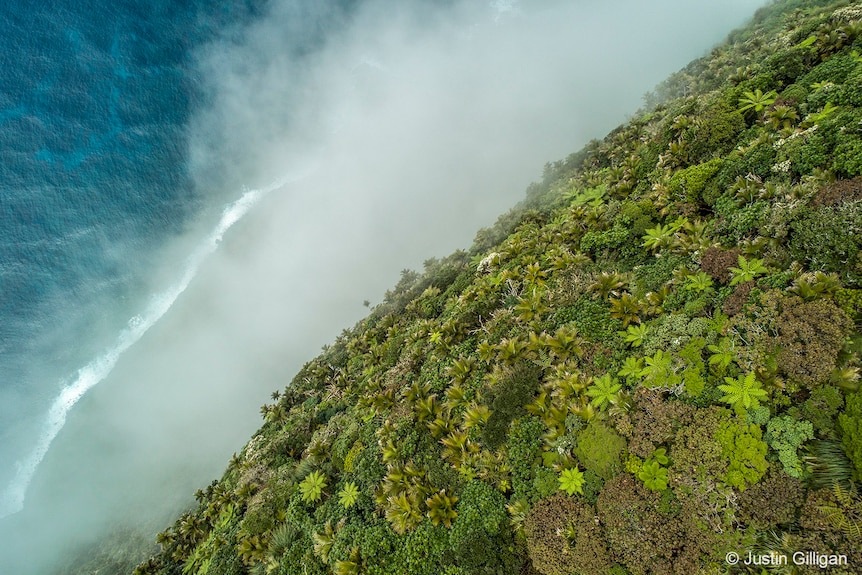 Aerial view looking down at mountain of greenery against mist rising off blue ocean. 