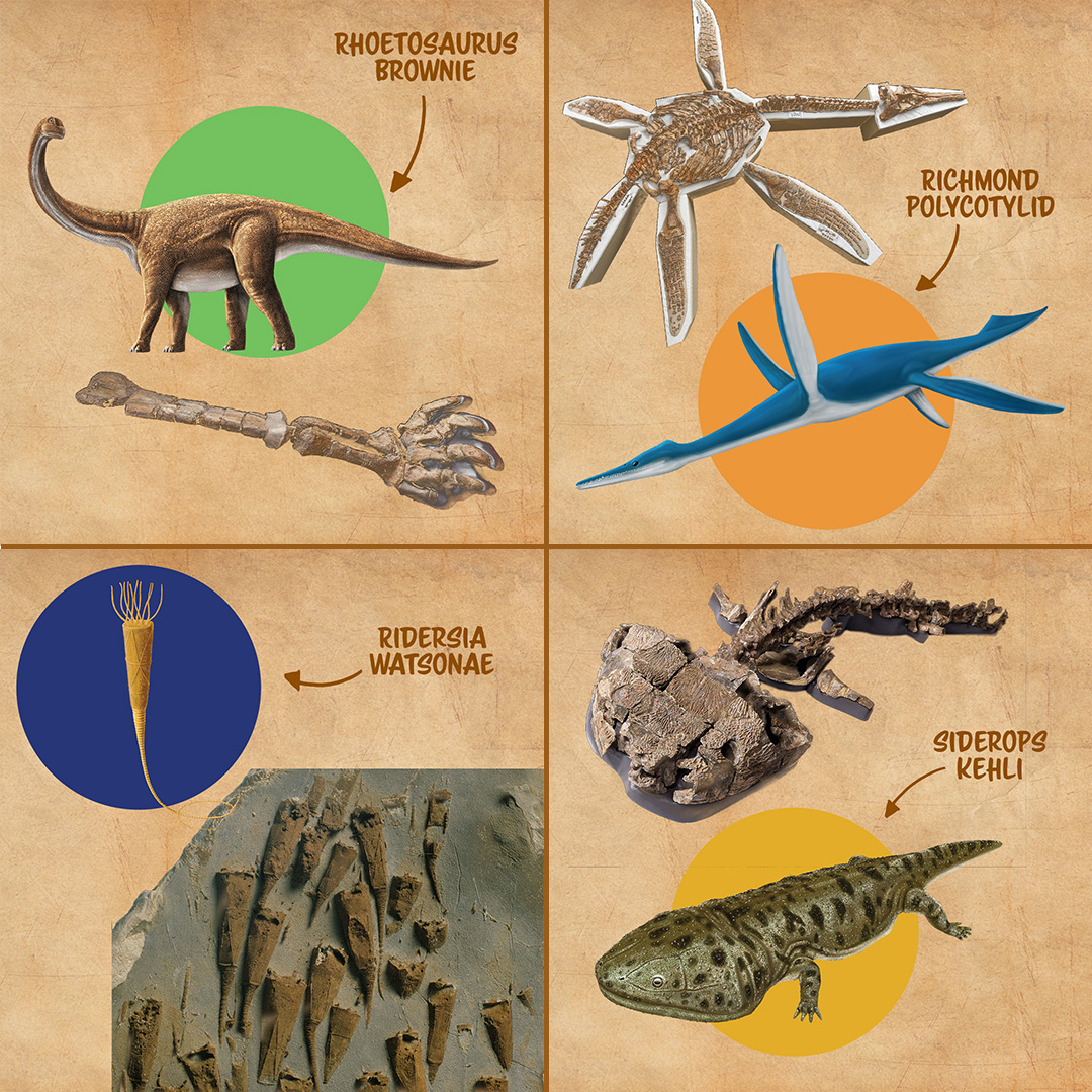 A four-panel image showing various different types of prehistoric fossils.