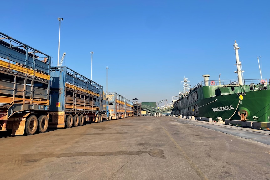 A live export ship being unloaded of cattle onto trucks.