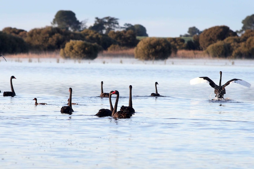 Birds at Bool Lagoon