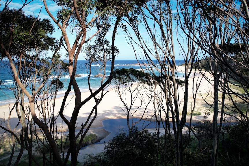 Photo through trees of beach and protected bay