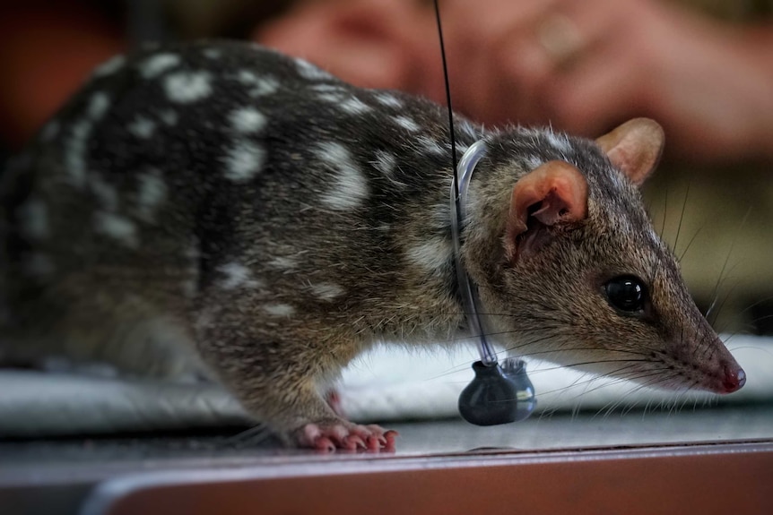Numbers of northern quolls have dropped partly due to the threat of cane toads