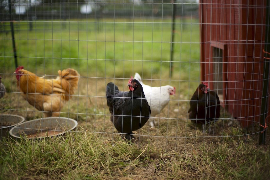 Five red chickens scratching around in a backyard.