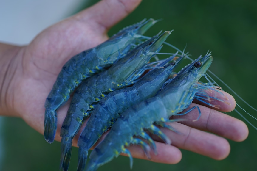 A hand holding four tiger prawns. 