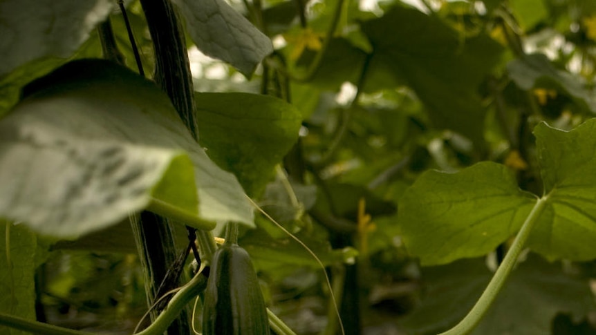 A cucumber crop grows in southern Spain