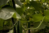 A cucumber crop grows in southern Spain