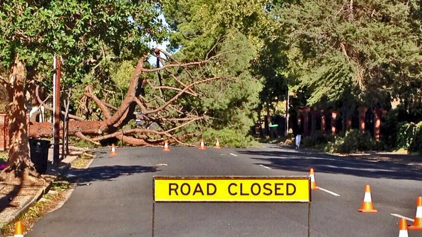 A road closure due to a fallen tree in Statenborough Street at Leabrook in eastern Adelaide.
