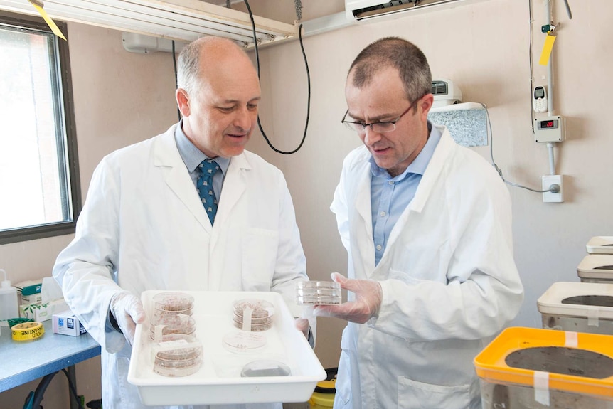 Two men wearing lab coats holding fruit fly samples.