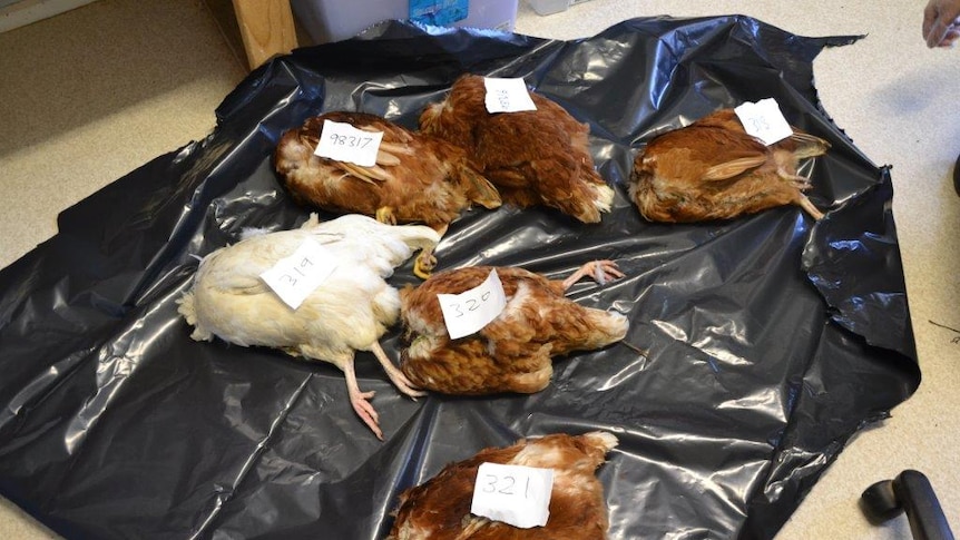 Six decapitated chickens lying on a plastic sheet.