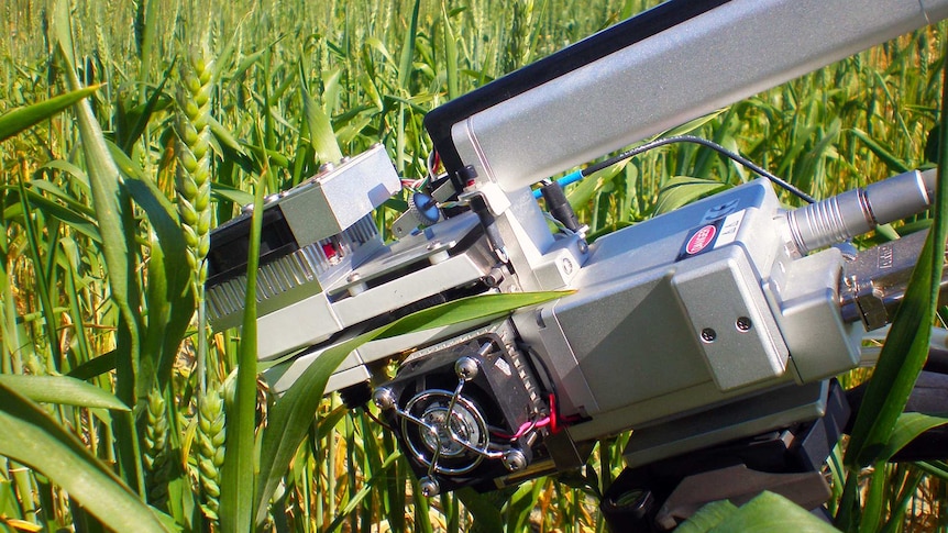 Western Australian scientists will contribute to research, strengthening global food security through energy efficient wheat