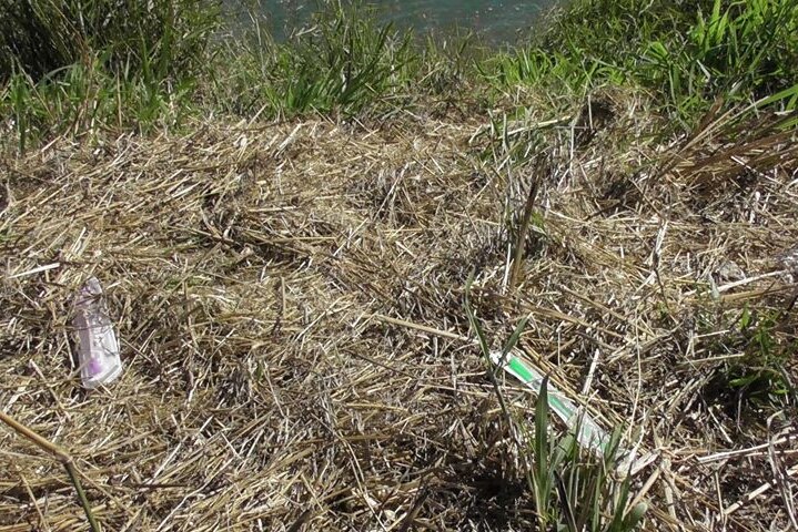 needles in grass beside the Burnett River