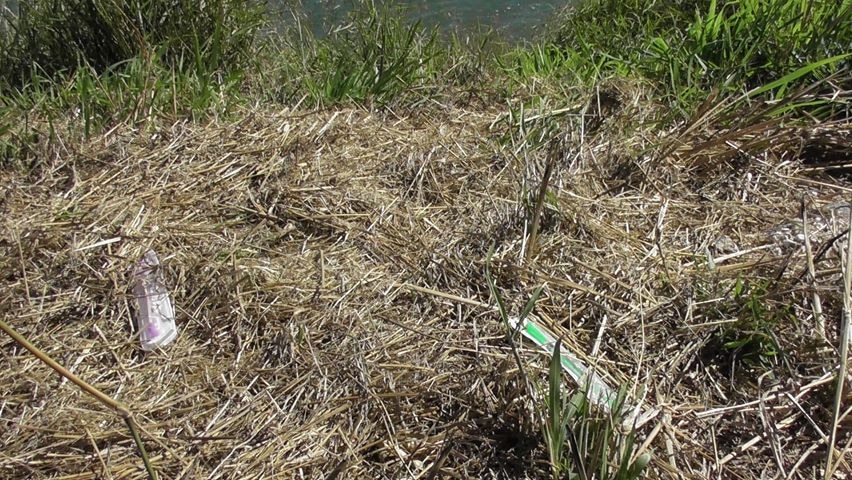 needles in grass beside the Burnett River