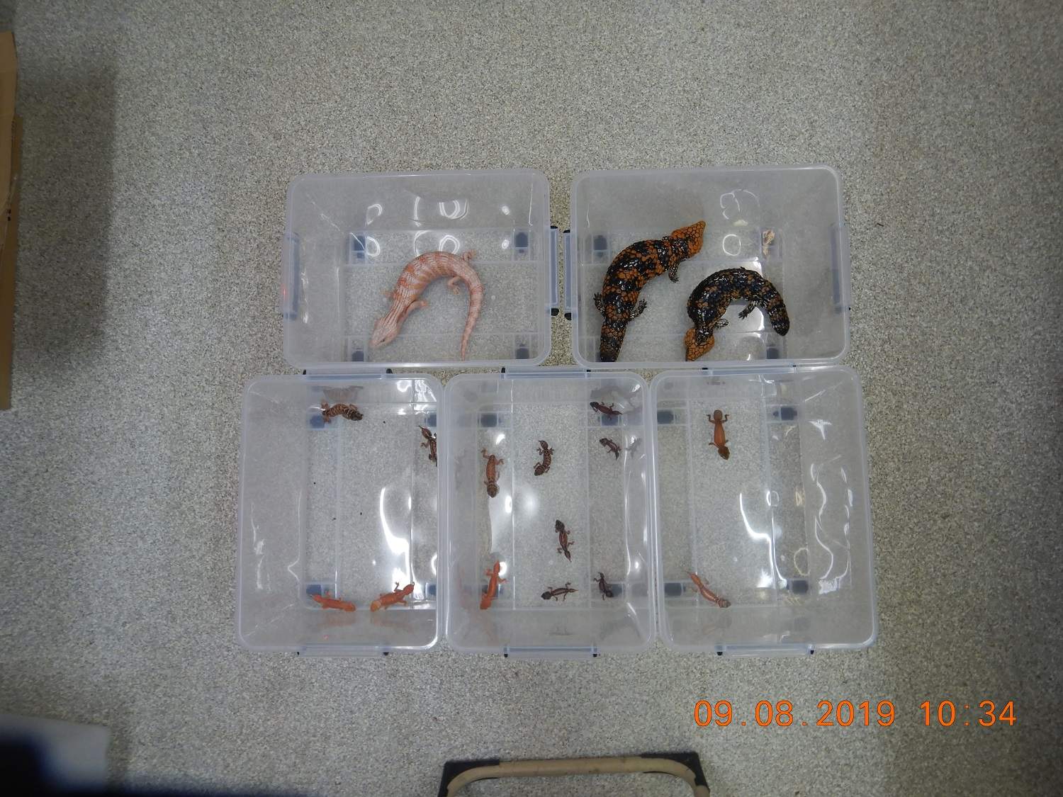 Australian lizards destined for Chinese black market found in rice cookers ABC News