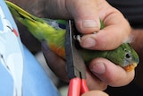 An orange bellied parrot in Tasmania's south-west is tagged for counting