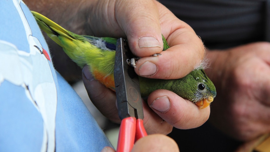 An orange bellied parrot in Tasmania's south-west is tagged for counting