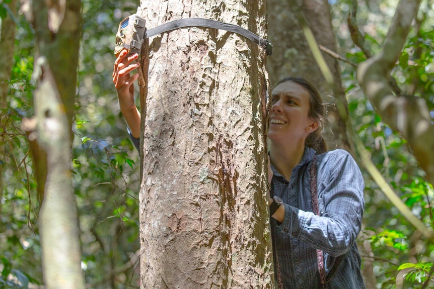 Lindsey Nietmann puts a camera trap up a tree