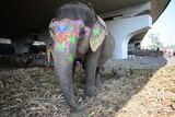 An elephant chained under an overpass
